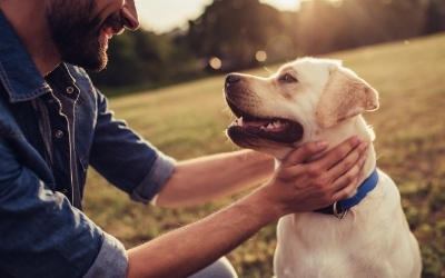 Veterinary Services in Tupelo, MS 38804 - Cloverhaven Animal Hospital