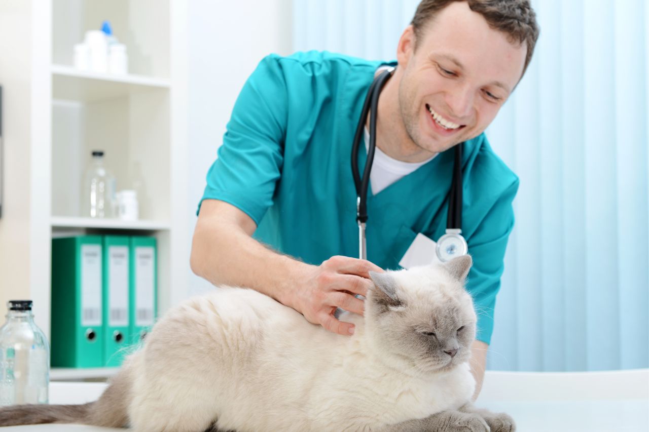 a cat being examined by a veterinarian