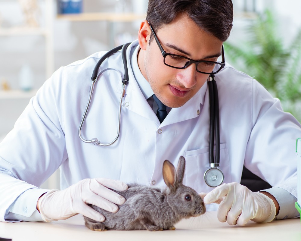 a veterinarian examines a rabbit